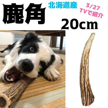 20cm北海道産★犬のおもちゃ鹿角★大型犬〜中型犬送料無料 誕生日プレゼントやしつけ・いたずら防止にエゾシカ！犬のおやつドッグガムデンタルケア 蝦夷鹿 口臭対策グッズリピート続出の鹿の角『角王(つのおう)』サステナブル・SDGs