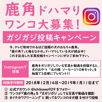 北海道産★小型犬用お試しサイズ★鹿の角約10cm以下×1本【送料無料】犬のおもちゃ/犬のおやつ『エゾシカの角』誕生日プレゼントやしつけ・いたずら防止に鹿角!スタグバー|ドッグガム|メール便|デンタルケア無添加deerhorn