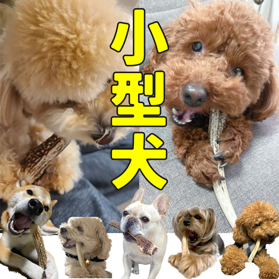 小型犬用 犬のおもちゃ★ 北海道産 ★ 鹿の角 犬のおやつ エゾシカの角 誕生日プレゼント しつけ・いたずら防止に鹿角 リピート続出の鹿角デンタルケア 無添加 deerhorn【送料無料】