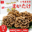 舞茸 新潟県産 1.5kg いちまさのまいたけ 四株 無農薬 化学肥料 不使用 | お取り寄せグルメ 人気 ギフト プレゼント きのこ キノコ まいたけ おかず 大容量 国産 高級 しいたけ 椎茸 野菜 箱 いちまさ 一正蒲鉾