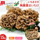 国産まいたけ粉末 110g 【送料無料】【メール便で郵便ポストにお届け】【代引不可】【時間指定不可】 栽培期間中農薬・化学肥料不使用 北海道産舞茸100％ [05] NICHIGA(ニチガ)