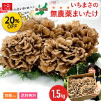 【3,000円⇒2,400円＆P2倍◆マラソン限定】舞茸 新潟県産 1.5kg 【レビュー4.9★高評価】 いちまさのまいたけ 四株 無農薬 化学肥料 不使用 人気 ギフト きのこ キノコ まいたけ 大容量 国産 いちまさ 一正蒲鉾 野菜 セット 味噌汁