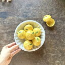 【在庫あるだけ】柚子 珍味入れ 珍味 珍味入 ゆず ユズ 蓋物 小さい ちっちゃい ミニ 小さな 黄色 イエロー アクセサリー アクセサリー入 アウトレット セ...