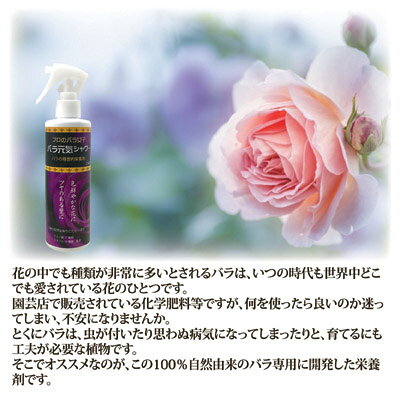 アイデア百選会の10日に一度のバラのためのスプレー栄養剤 バラ 薔薇 ガーデニング ガーデン 園芸 肥料 有機 上田微生物 日本製 ●バラ元気シャワー｜アングル3