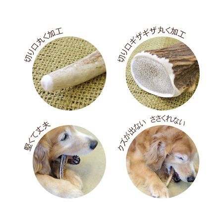 �ڥåĥ롼�� 4984937662684 �٥˥��󥢥�ȥ顼 L