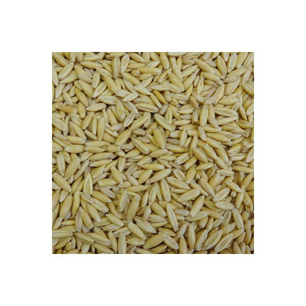 iDECA 楽天市場店の4932804720166 【30個入】 2908 NyanTaste ねこ草のたね 200g【キャンセル不可】｜アングル3