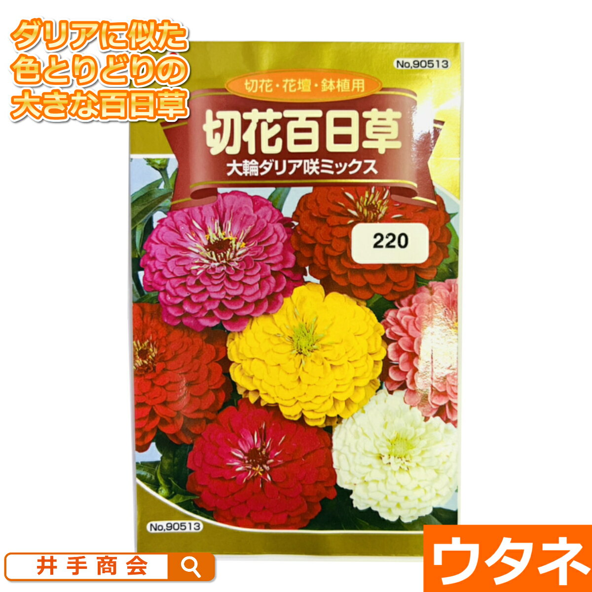 切花百日草　大輪ダリア咲ミックス　(種：ウタネ)【ガーデニング 花 花壇 菊 ダリア 大輪 種 カラフル】