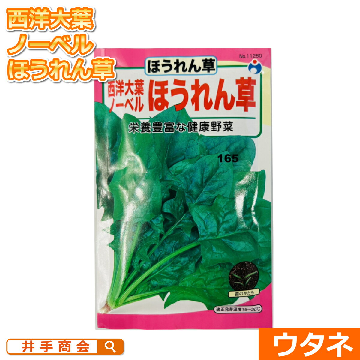 ノーベル西洋大葉法蓮草　（ほうれん草） （種:ウタネ）[ほうれん草 種子 種 家庭菜園 ホウレンソウ]