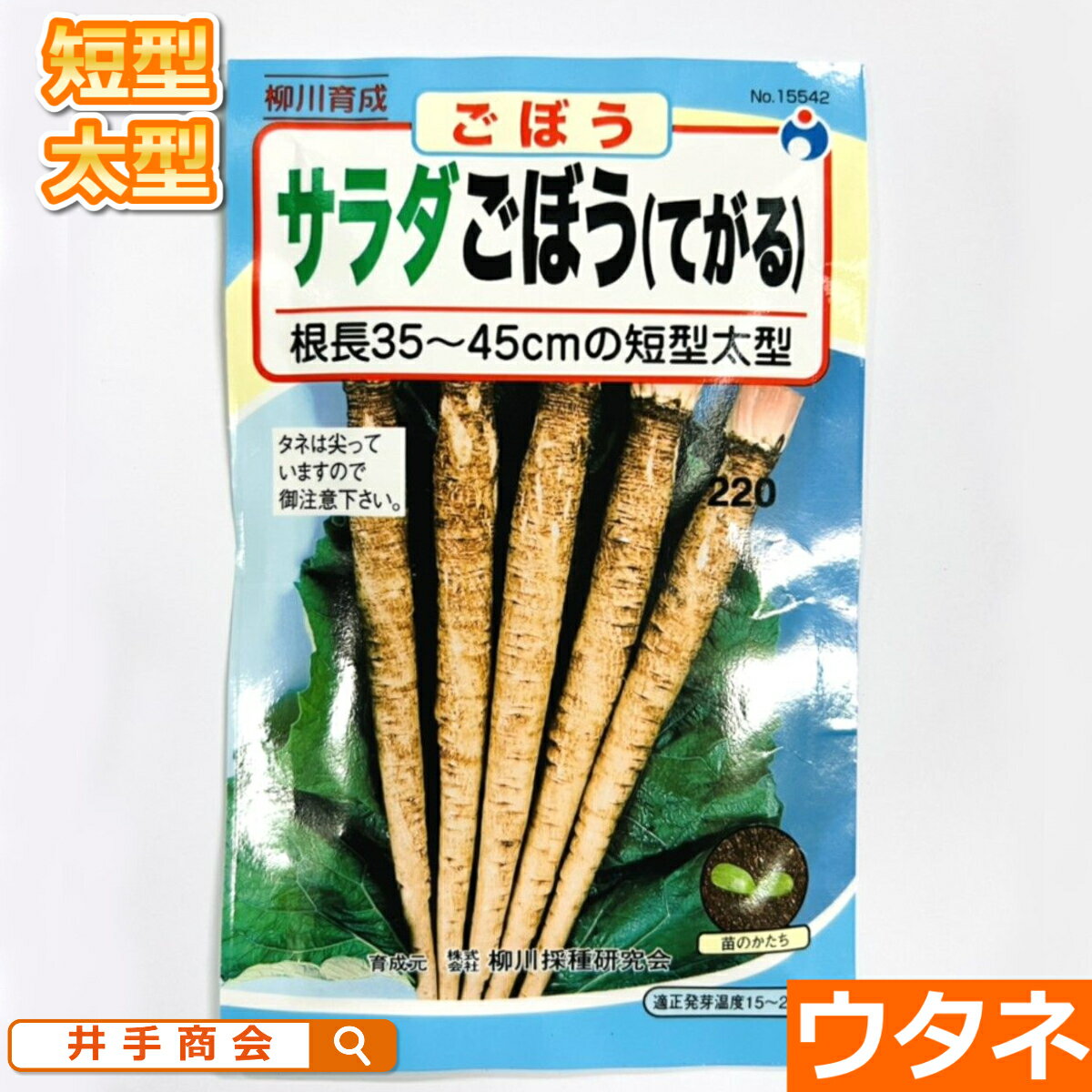 サラダごぼう（てがる）（種:ウタネ）[ごぼう 牛蒡 家庭菜園 種子 種]