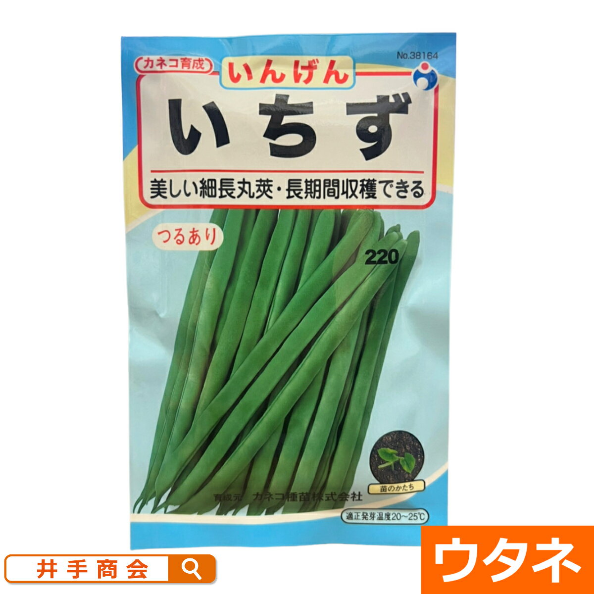 Rakuten - （つるあり）いちず菜豆（種:ウタネ）[いんげん 種 家庭菜園 種子 エンドウ]