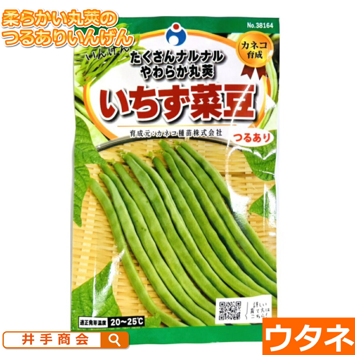 （つるあり）いちず菜豆（種:ウタネ）[いんげん 種 家庭菜園 種子 エンドウ]