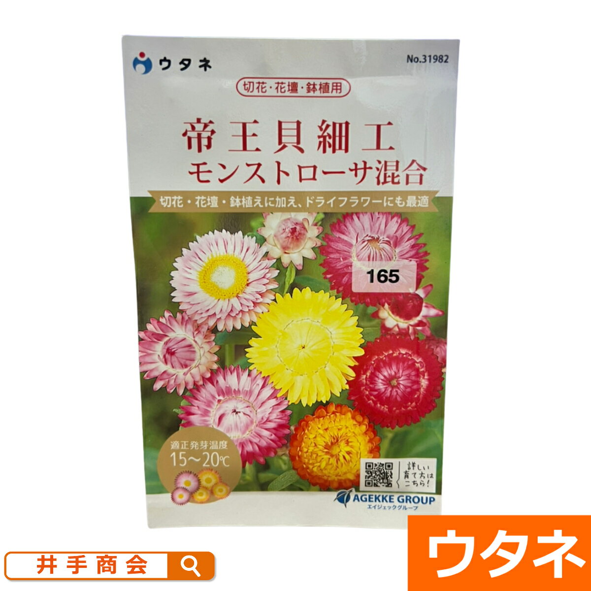 帝王貝細工（モンストローサ混合）（種:ウタネ）[ガーデニング 種 園芸 種子 ドライフラワー]