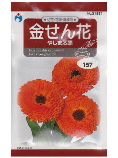 金せん花（やしま芯黒）（種:ウタネ）[ガーデニング 園芸 種子 種]