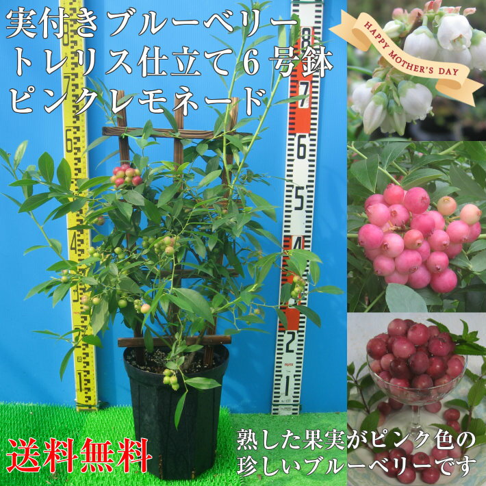 実付き ブルーベリー ピンクレモネード 6号鉢 トレリス仕立て 鉢植え 母の日 プレゼント 送料無料 鉢花 母の日ギフトフラワー 花 ギフト 珍しい 新品種