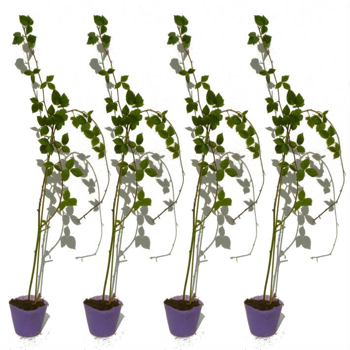 ブラックベリー《トリプルクラウン》ポット苗【4本セット】