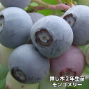 モンゴメリー ブルーベリー 挿し木 苗木 2年生 10本セット ラビットアイ系品種 果樹苗