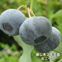ボニータ ブルーベリー 挿し木 苗木 2年生 10本セット ラビットアイ系品種 果樹苗