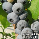 R.ディソット ブルーベリー 挿し木 苗木 2年生 10本セット ラビットアイ系品種 果樹苗
