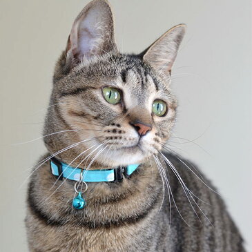 【 子猫 首輪 】iCat アイキャット キティカラー 大きな水玉 メール便OK【 国産 布製 カラー 軽量 安全 セーフティ 簡単 猫首輪 猫の首輪 猫用首輪 icat i dog 楽天 】【 あす楽 翌日配送 】