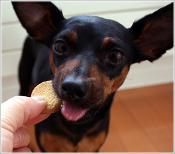 【犬 おやつ】 イートイート eat eat アレルゲンフリービスケット 【国産 安心 ナチュラル 犬のおやつ 犬用おやつ ドッグフード】【ボーロ クッキー ビスケット パン ラスク】【i dog】