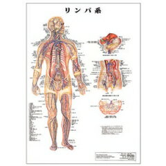 ポスターサイズ(リンパ系)パネルなし