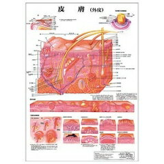 ポスターサイズ(皮膚)パネルなし