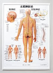 3D人体チャート(末梢神経系)