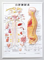 3D人体チャート(自律神経系)