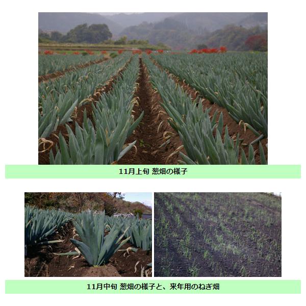 期間限定!!産直品!!送料無料!!　【12/1出荷開始】堀口さんの下仁田ネギ Mサイズ20本 本場の群馬県下仁田町馬山産 産地直送 幻の下仁田ねぎ 下仁田町特産品 *注意事項あり