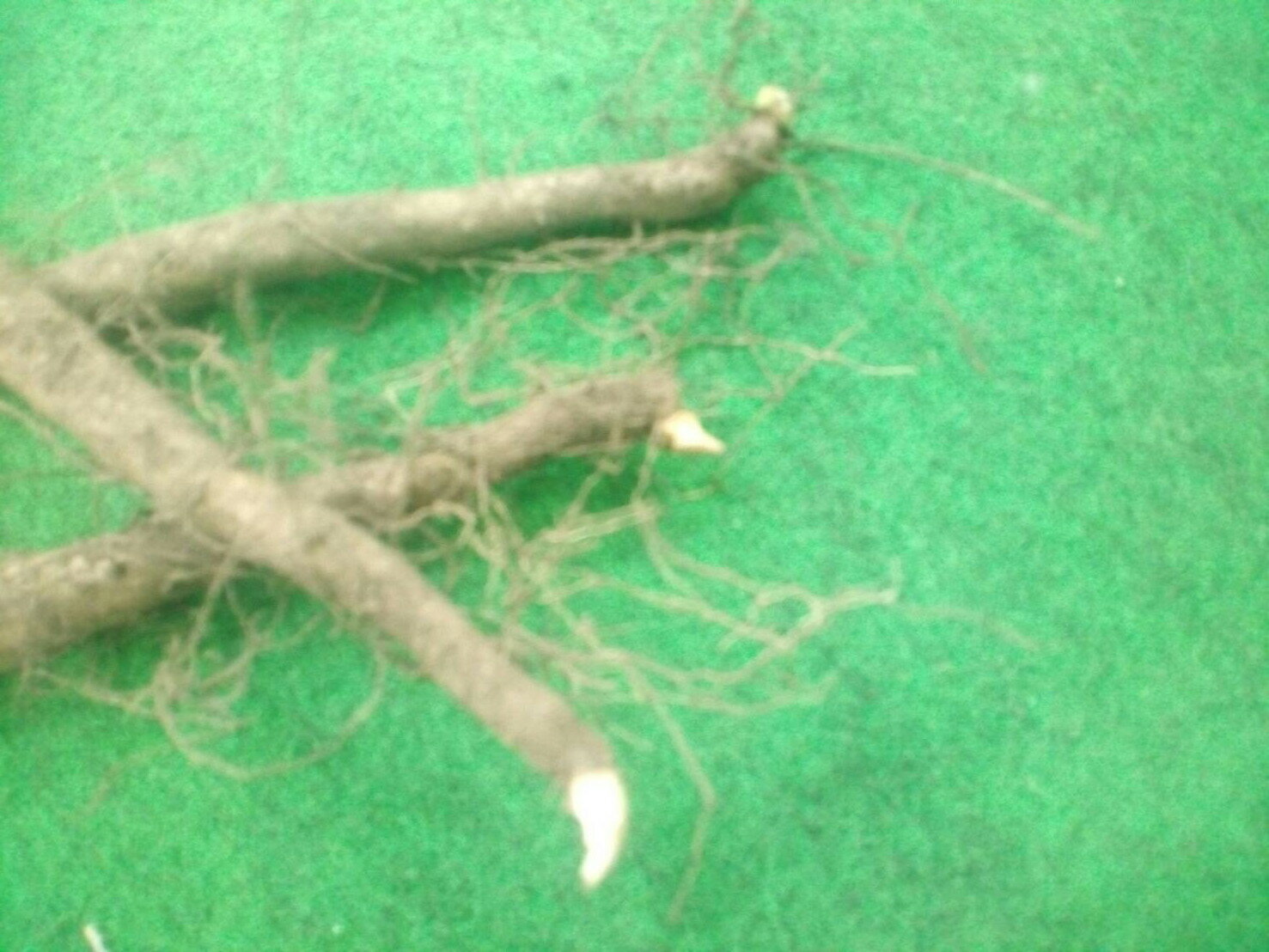 【種　長いも 50本約2〜2．3kg前後（長芋1本当たり約40〜45g前後の大きさ）】