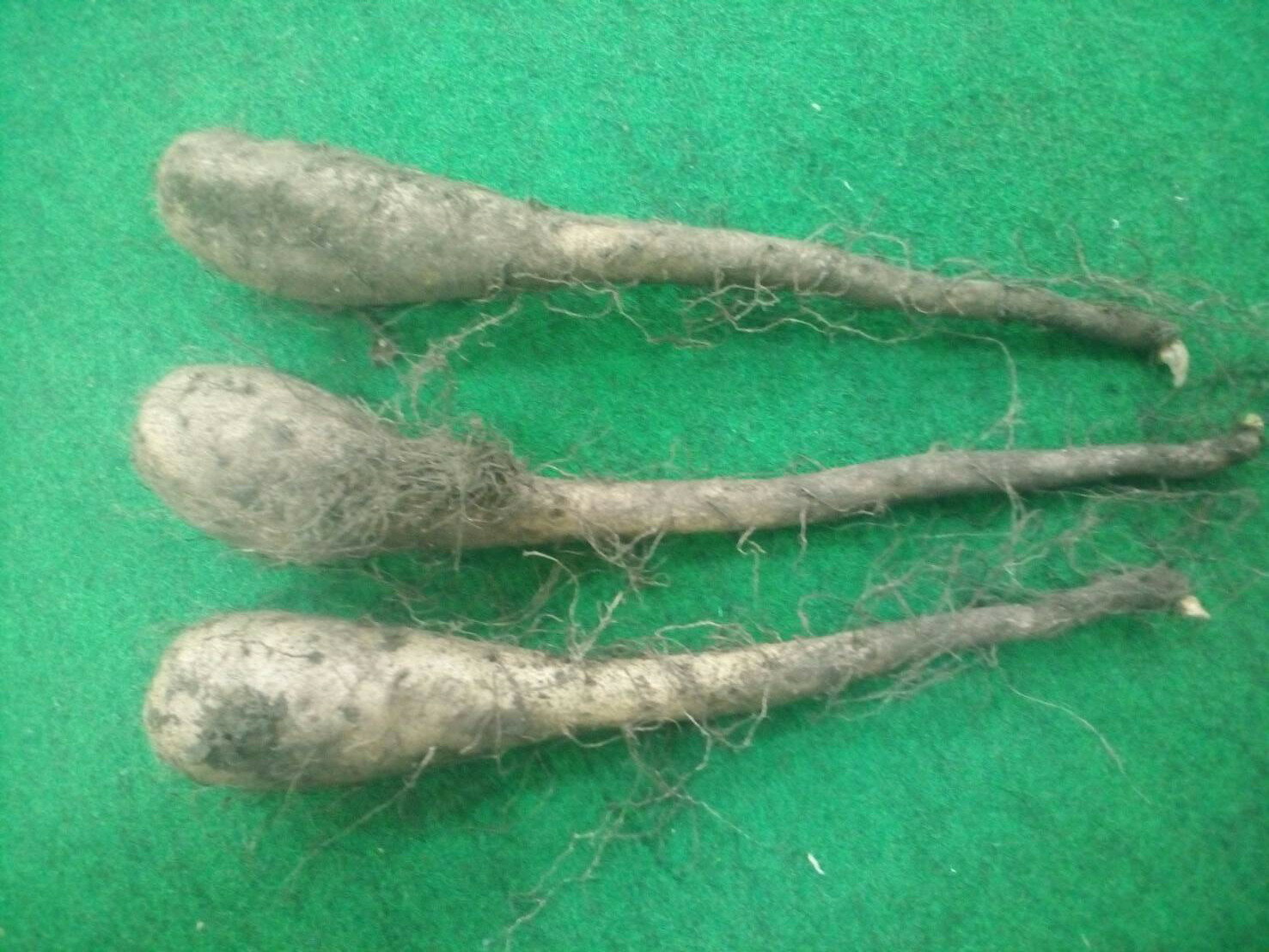 【種　長いも 50本約2〜2．3kg前後（長芋1本当たり約40〜45g前後の大きさ）】