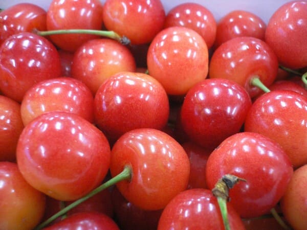 Rakuten - 【ご家庭用　山形産佐藤錦 又は 紅秀峰Lサイズ以上500gバラ詰化粧箱】