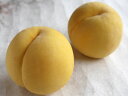 【福島の桃 『黄金桃』 約2.5kg(8〜11個)】