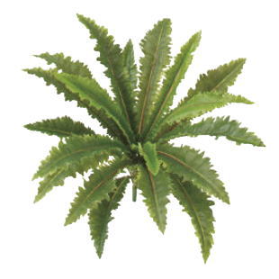 タカショー GN-101 タニワタリ 光触媒 W50cm