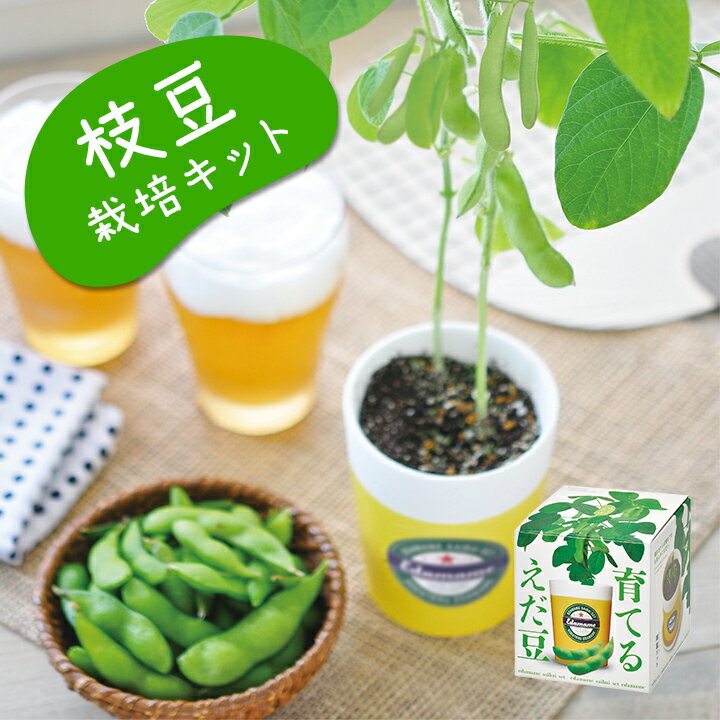 ギフト 父の日 プレゼント 栽培キット 栽培セット 枝豆 日本製 枝豆栽培 野菜 やさい 土セット 母の日 家庭菜園 ガーデニング バルコニー ベランダ 庭 ポット 夏 自由研究 父の日ギフト 母の日…