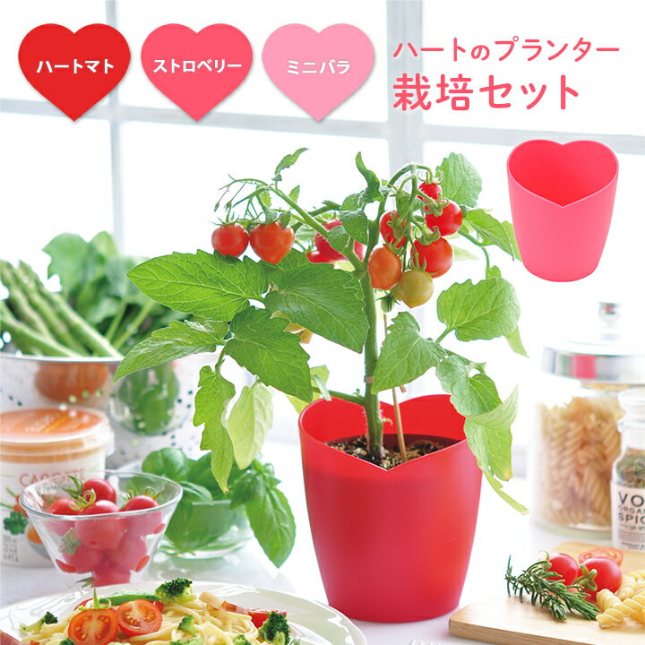 ミニバラ（母の日向き） ギフト プレゼント 栽培キット 栽培セット 日本製 野菜 やさい 花 土セット 父の日 母の日 家庭菜園 ガーデニング バルコニー ベランダ 庭 ポット こども キッズ 食育 夏 自由研究