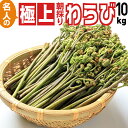 極太わらび早い者勝ち【名人の極上朝採りわらび10kg】山形県飯豊連峰の奥深くが産地 東北・関東送料無料 天然山菜 ワラビ 5月下旬よりクール便