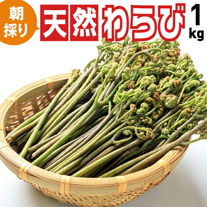 天然山菜わらび【朝採り天然わらび1kg】山形県朝日連峰〜飯豊連峰産ワラビ 東北・関東送料無料 クール便