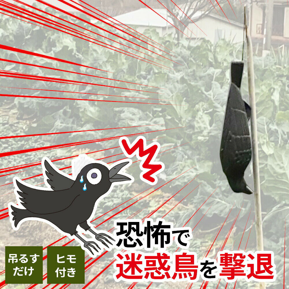 本物そっくりに作られた偽カラスで迷惑鳥を撃退！迷惑鳥を撃退する本物そっくりに作られた偽カラスの害鳥撃退グッズです。鳥を追い払いたい場所に吊るすだけ！使い方は簡単！ゴミ置き場、畑、果樹園など、カラスの被害でお困りの場所に吊るすだけ！カラスに仲間の死体だと思わせ、強い恐怖感を与えるので、ずる賢いカラスを寄せ付けにくくします。※設置場所や使用状況によって効果は異なります。※カラスに対して使う際は頭を下にして逆さ吊りにしてお使いください。電池不要で手間いらず！電池を使わないシンプルな作り物なので、電池交換の手間がかかりません。電池を使っていないので、水でショートする心配がなく、雨の日も安心してお使いいただけます。カラス以外の鳥にも使える！カラス以外にもハト・スズメ等カラスを怖がる鳥にも効果があります。※カラス以外の鳥に使う際は頭を上にしてお使いいただくと効果的です。丈夫なヒモ付き！偽カラスを吊るす丈夫な吊り下げ紐付きです。（ヒモの長さ約123cm）偽カラス本体のヒモ通し穴は「顎下」「背中」「尾羽の付け根」の3か所にあります。ご注意丈夫なヒモを通して落ちないように結び付けてください。吊り下げる場所がなければ、市販の棒等を設置して使用してください。設置場所や使用状況によって効果は異なります。商品サイズ（約）幅13×奥行13×高さ49cm重量（約）200g材質本体/ポリエチレン 吊り下げ紐/ナイロン品番EG-18製造国日本製造メーカーミツギロン関連キーワード： 日本製 国産 獣害 烏 模型 ぬいぐるみ おとり 囮 実物大 ハシボソカラス 作り物 つくりもの ダミー 糞 フン 害 被害 ベランダ ごみ ゴミ 収集 散らかす 荒らされる 荒らす 対策 退治 手軽に 警戒 防止 便利 アイデア グッズ 吊るす 苦手 天敵 置くだけ 巣作り アレルギー 帰省中 卵 繁殖 マンション 太陽光パネル 駆除 害虫 景観 農園