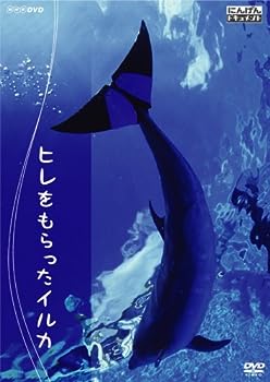 【中古】（非常に良い）にんげんドキュメント ヒレをもらったイルカ [DVD]