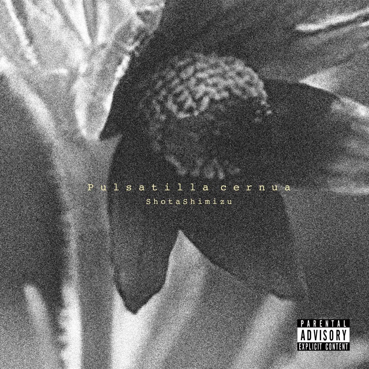 【送料無料】Pulsatilla cernua (通常盤) (特典なし) 色：カラーバリエーションなし