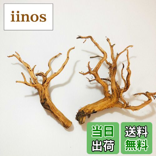 【送料無料】Goldlife 流木 中 Mサイズ 2本セット スマトラウッド インドネシア産 枝流木 アクアリウム テラリウム 水草水槽レイアウト 生け花 スケ...