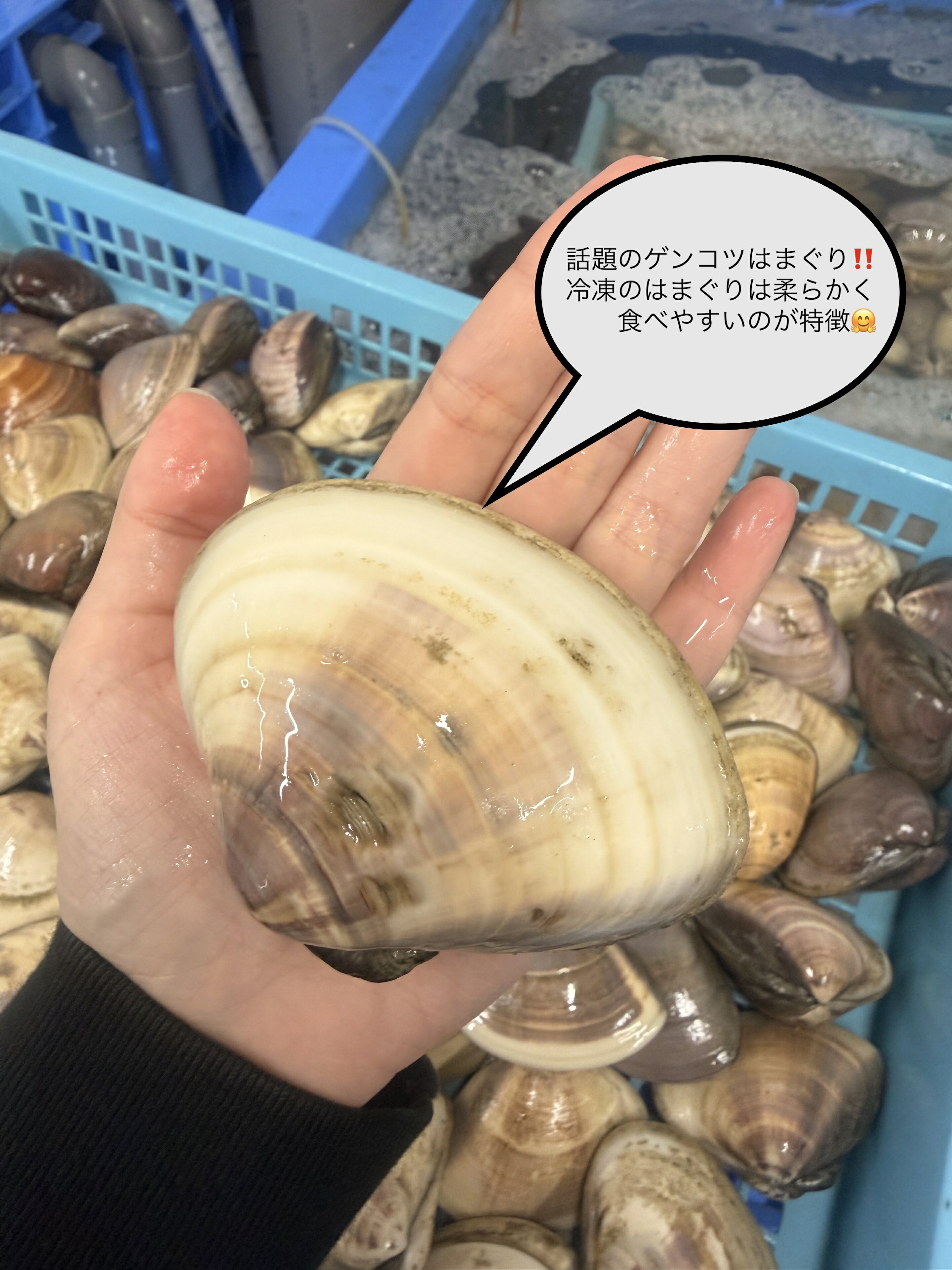 【冷凍品】某TV番組で日本一のゲンコツはまぐり!漁師直送【漁師のゲンコツはまぐり...