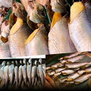丸干し子持ちニシン(2尾セット) にしん 鰊 北海道製造 子持ち 数の子あり 魚 送料無料 飯坂冨士商店 海鮮問屋直送 買い回り お買い物マラソン
