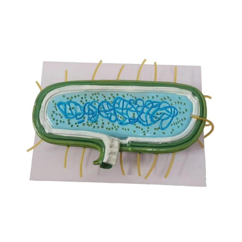 細菌モデルの細胞質膜は教師のオフィスの壁を示しています