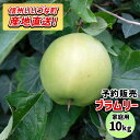 【りんご】 ブラムリー 10kg 予約販売 2025年 9月上旬以降順次発送予定 長野 送料無料 長野県飯綱町産 長野県飯綱町 いいづなファーム 訳あり 自宅用...