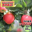 【りんご】 シナノリップ 10kg 予約販売 2025年8月下旬以降順次発送 長野 送料無料 長野県飯綱町産 長野県飯綱町 いいづなファーム 訳あり 自宅用 家庭用 信州 10キロ ギフト 林檎 リンゴ 名産 特産 フルーツ 果物 りんご長野県産 長野