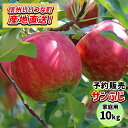 【りんご】 サンふじ 10kg 2025年 12月上旬より順次発送 先行予約 長野 送料無料 長野県飯綱町産 長野県飯綱町 訳あり 自宅用 家庭用 信州 10キ...