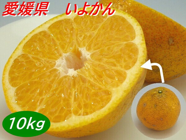 送料込み（一部除く）たっぷり10kg愛媛県産　訳あり潮風いよかん　約10kg　伊予柑 イヨカン 伊予かん 送料無料のサムネイル