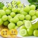 【9月上旬から出荷】シャインマスカット 高級 山梨 甲州 勝沼 1房 送料無料 500g前後 産地直送 種なし 皮ごと 食べられる 甘い 大粒 高級 ぶどう ブドウ 葡萄 フルーツ ギフト 贈答用 家庭用 ご自宅用 敬老の日 プレゼント 送料無料 お取り寄せ 旬 果物 人気 新鮮 スイーツ